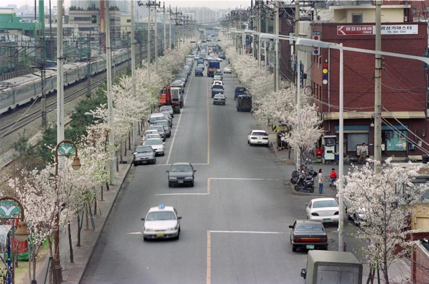 2000년 벚꽃십리길 의 사진3