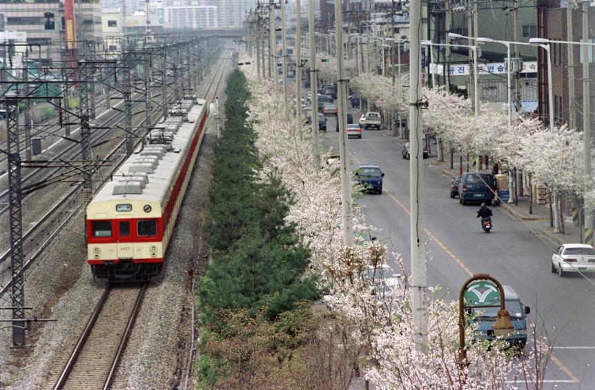2000년 벚꽃십리길 의 사진4