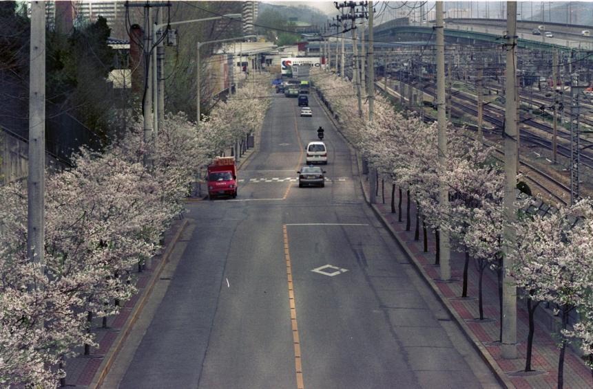 2000년 벚꽃십리길 의 사진5