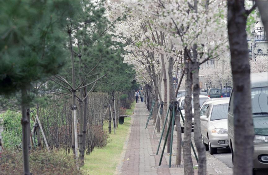 2000년 벚꽃십리길 의 사진6
