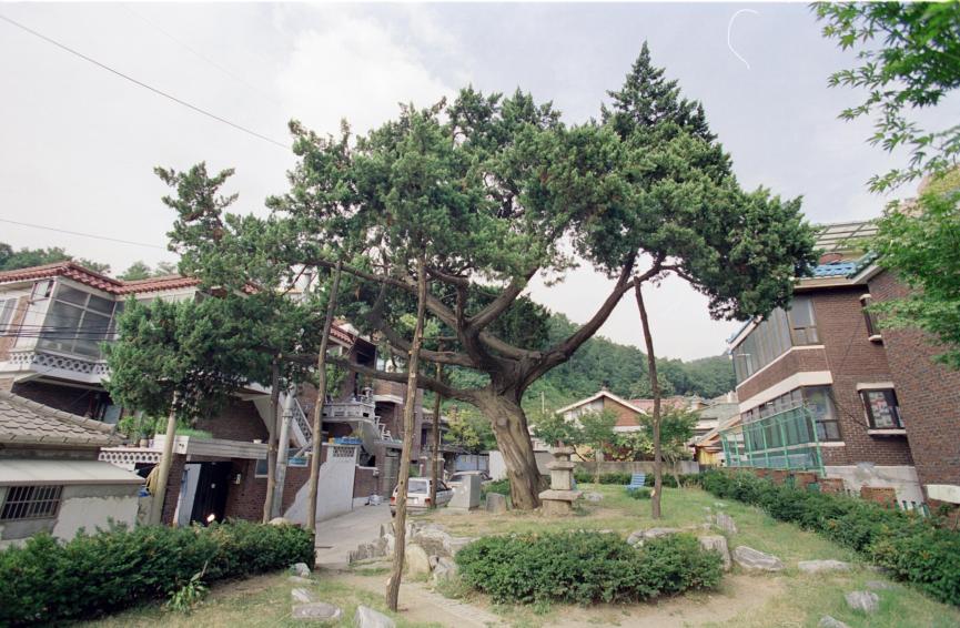 시흥5동향나무 의 사진