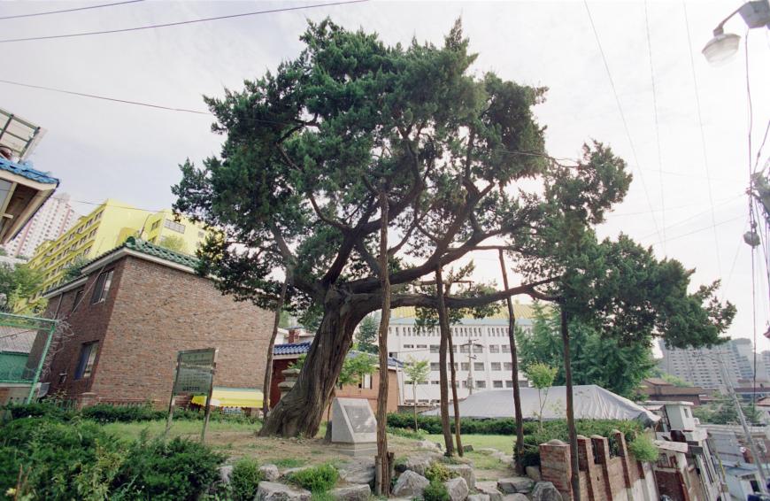 시흥5동향나무 의 사진2